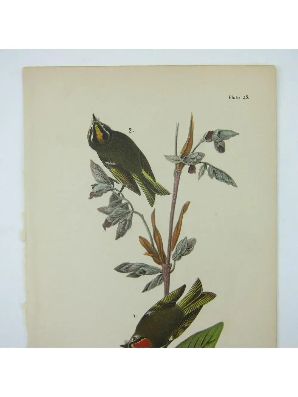 Bird Litho Print Golden-crested Kinglet After John James Audubon Antique 1890